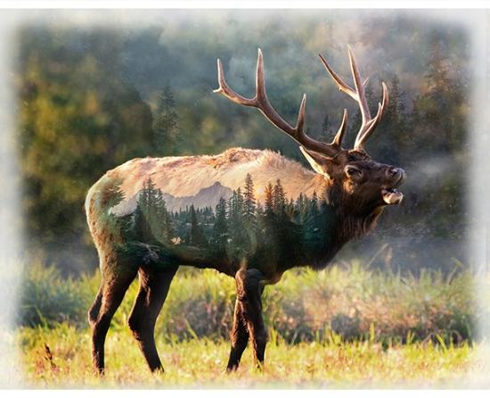Hoffman Fabrics Elk Call of the Wild Sunset U5068-151 #102WL