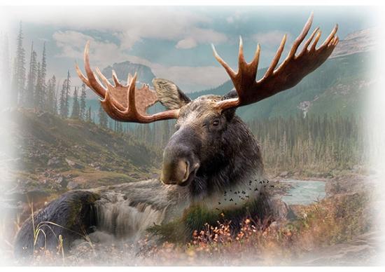 Hoffman Fabrics Moose Call of the Wild Beige U5067-25 #65WL