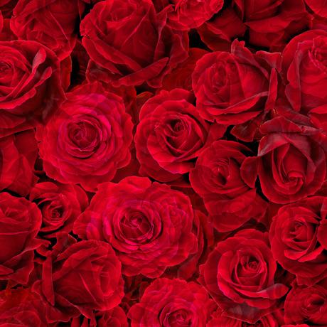 QT Fabrics Blossom Roses 1649-28842-R