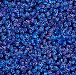 QT Fabrics Fresh Blueberry 1649 28472 W