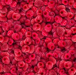 QT Fabrics Fresh Raspberry 1649 28450 MP