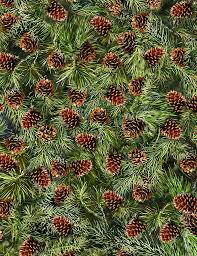 TT Pine Cones Pine DONA-CF6736 Flannel