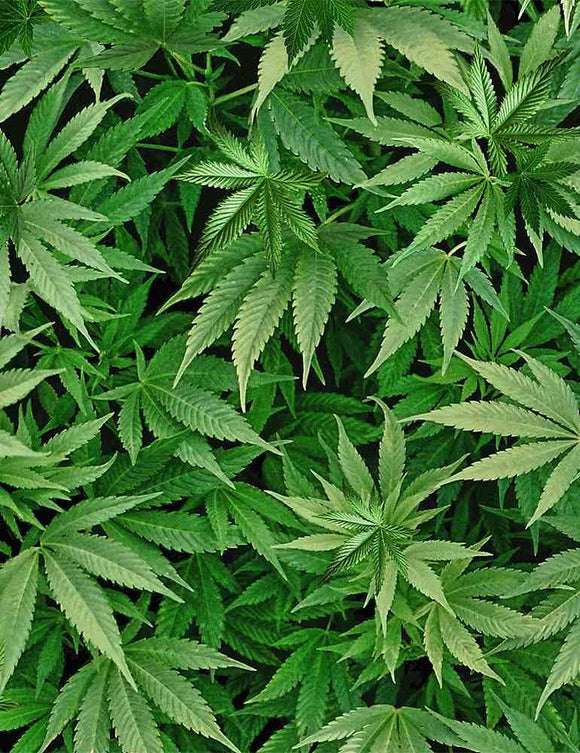 TT Softie Cannabis Leaf Green WSOFTIES-PD3819