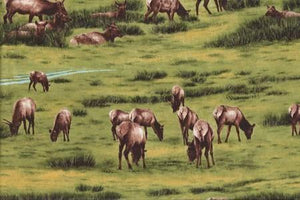 The Elk Gathering 1560/01