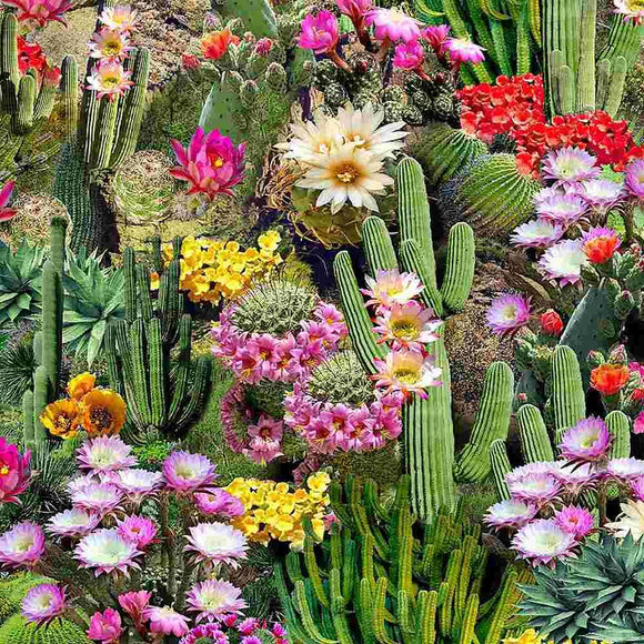 Timeless Treasures Cactus Flowers Bloom Multi WEST-CD1786 MULTI